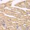 Amyloid Beta Precursor Like Protein 1 antibody, GTX30055, GeneTex, Immunohistochemistry paraffin image 