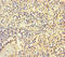 Integrin Subunit Alpha 2b antibody, A57409-100, Epigentek, Immunohistochemistry paraffin image 