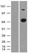 Aminoacylproline aminopeptidase antibody, MA5-25169, Invitrogen Antibodies, Western Blot image 