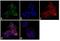 APC Regulator Of WNT Signaling Pathway antibody, MA1-16631, Invitrogen Antibodies, Immunofluorescence image 