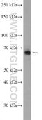 Paraspeckle Component 1 antibody, 16714-1-AP, Proteintech Group, Western Blot image 