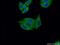 Mitochondrial inner membrane protein OXA1L antibody, 21055-1-AP, Proteintech Group, Immunofluorescence image 