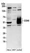 CD48 antigen antibody, A304-436A, Bethyl Labs, Western Blot image 