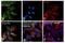 Heat Shock Protein Family A (Hsp70) Member 8 antibody, MA1-26078, Invitrogen Antibodies, Immunofluorescence image 