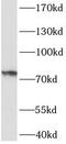 P48998 antibody, FNab04368, FineTest, Western Blot image 