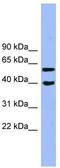 Allantoicase antibody, TA344861, Origene, Western Blot image 