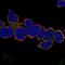 Valosin Containing Protein Lysine Methyltransferase antibody, NBP2-69017, Novus Biologicals, Immunofluorescence image 