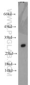 Apolipoprotein A1 antibody, 14427-1-AP, Proteintech Group, Western Blot image 