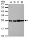 60S ribosomal protein L29 antibody, NBP2-15103, Novus Biologicals, Western Blot image 