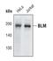 Bloom syndrome protein antibody, PA5-17222, Invitrogen Antibodies, Western Blot image 
