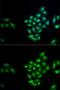 Kallikrein Related Peptidase 10 antibody, GTX33280, GeneTex, Immunofluorescence image 