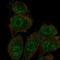 SH3 Domain Containing 19 antibody, NBP2-56246, Novus Biologicals, Immunocytochemistry image 