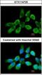 Ribosomal Protein L3 antibody, GTX114725, GeneTex, Immunofluorescence image 