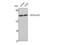 p65 antibody, STJ94470, St John