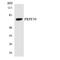 Pre-MRNA Processing Factor 39 antibody, LS-C200535, Lifespan Biosciences, Western Blot image 
