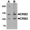 Crumbs Cell Polarity Complex Component 2 antibody, MBS153375, MyBioSource, Western Blot image 