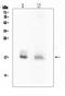 Heparin-binding growth factor 2 antibody, A00121-2, Boster Biological Technology, Western Blot image 