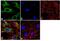 Leucine Aminopeptidase 3 antibody, 720235, Invitrogen Antibodies, Immunofluorescence image 