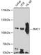 ER Membrane Protein Complex Subunit 1 antibody, 13-559, ProSci, Western Blot image 