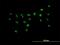 PWP2 Small Subunit Processome Component antibody, H00005822-B01P, Novus Biologicals, Immunofluorescence image 