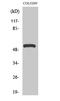 ATPase H+ Transporting V1 Subunit H antibody, STJ96226, St John