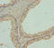 F-Box Protein 7 antibody, LS-C675751, Lifespan Biosciences, Immunohistochemistry paraffin image 