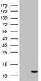 Adipogenesis Associated Mth938 Domain Containing antibody, TA803536S, Origene, Western Blot image 