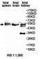 Eukaryotic Translation Termination Factor 1 antibody, orb78310, Biorbyt, Western Blot image 