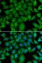 BCL2 Like 15 antibody, LS-C346254, Lifespan Biosciences, Immunofluorescence image 
