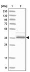 Aldo-Keto Reductase Family 1 Member A1 antibody, PA5-55680, Invitrogen Antibodies, Western Blot image 