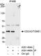 Cell Division Cycle Associated 3 antibody, A301-494A, Bethyl Labs, Immunoprecipitation image 