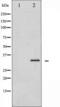 Caspase 3 antibody, TA325294, Origene, Western Blot image 