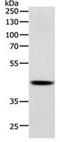 SRY-Box 7 antibody, orb107443, Biorbyt, Western Blot image 