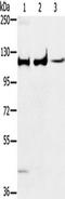 Mitogen-Activated Protein Kinase 7 antibody, TA349307, Origene, Western Blot image 