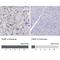 Fukutin Related Protein antibody, NBP2-32543, Novus Biologicals, Immunohistochemistry paraffin image 