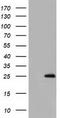 Glutathione S-Transferase Alpha 4 antibody, TA501752, Origene, Western Blot image 