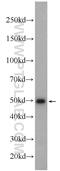 IRF1 antibody, 11335-1-AP, Proteintech Group, Western Blot image 