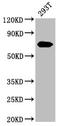 Alpha Fetoprotein antibody, LS-C318400, Lifespan Biosciences, Western Blot image 