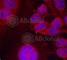 STAT3 antibody, AP0136, ABclonal Technology, Immunofluorescence image 