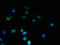 Serine Rich Single-Pass Membrane Protein 1 antibody, orb356951, Biorbyt, Immunofluorescence image 