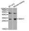 E3 ubiquitin-protein ligase SIAH1 antibody, abx001938, Abbexa, Western Blot image 