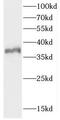 Homeobox protein CDX-4 antibody, FNab01574, FineTest, Western Blot image 