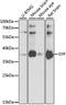 Synaptophysin antibody, A6344, ABclonal Technology, Western Blot image 