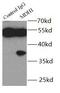 Malate dehydrogenase, cytoplasmic antibody, FNab05073, FineTest, Immunoprecipitation image 