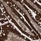 Coiled-Coil Domain Containing 57 antibody, NBP2-48566, Novus Biologicals, Immunohistochemistry frozen image 