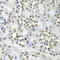 Septin 7 antibody, 22-529, ProSci, Immunohistochemistry paraffin image 