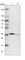 Pyridoxal Kinase antibody, HPA030196, Atlas Antibodies, Western Blot image 