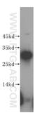 DnaJ Heat Shock Protein Family (Hsp40) Member B3 antibody, 17177-1-AP, Proteintech Group, Western Blot image 