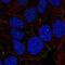 NHS Actin Remodeling Regulator antibody, NBP2-56313, Novus Biologicals, Immunofluorescence image 