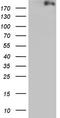 Histone-lysine N-methyltransferase, H3 lysine-79 specific antibody, TA802479, Origene, Western Blot image 